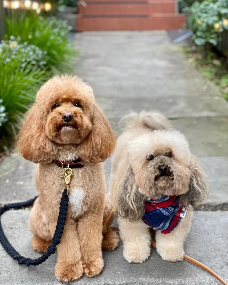 Two dogs on leads waiting at the front entrance to The Cottage Balmain