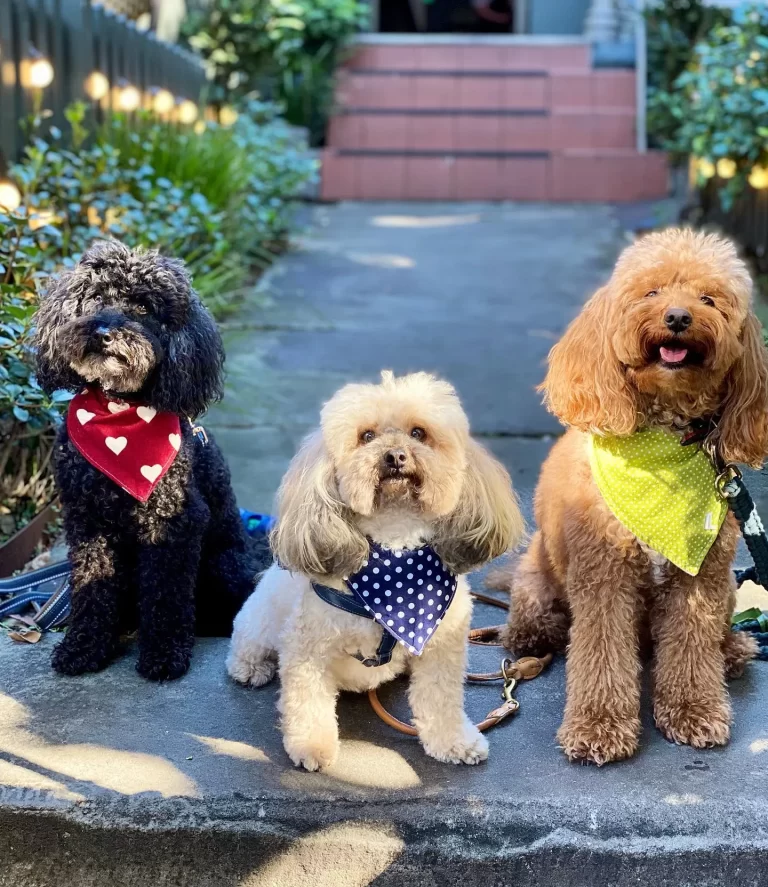 Three dogs in bandanas sitting on the front step at The Cottage Balmain